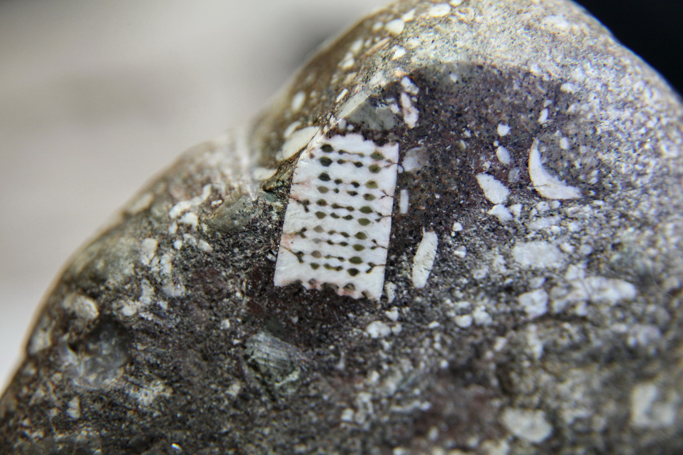 "Микрочип" возрастом 400 млн лет могут показать широкой публике