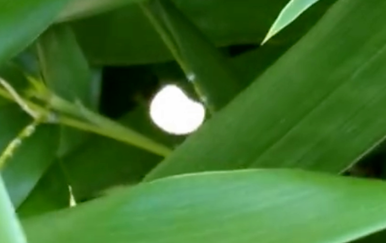 Призрачный «кокон» - насекомое без головы или мистическое явление?