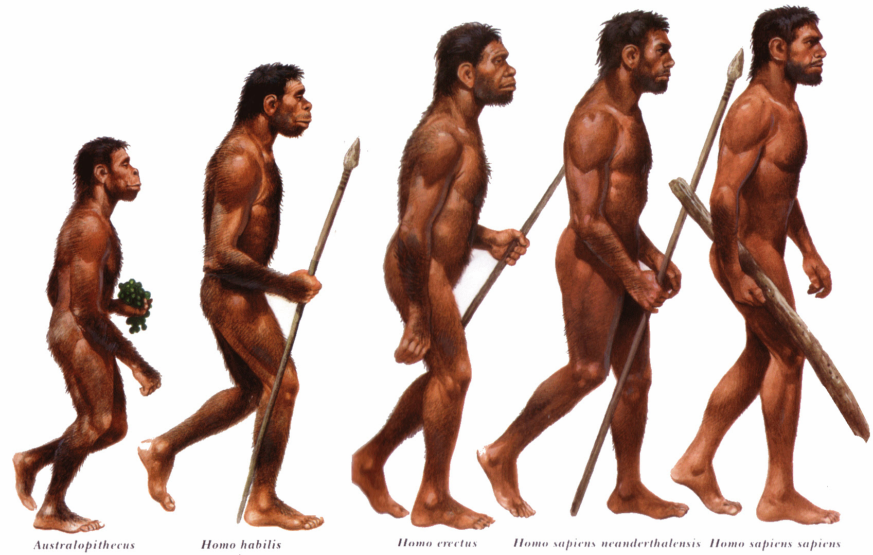 Ученые: мозг неандертальца развивался медленнее, чем мозг Homo Sapiens