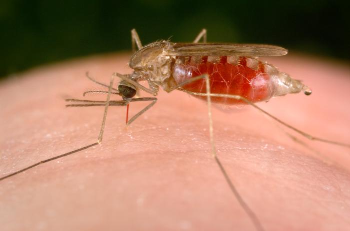 Земля на пороге всемирной эпидемии: малярия распространяется слишком быстро