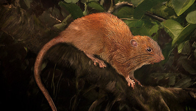 Зоологи отыскали мифическую крысу, существование которой не было доказано