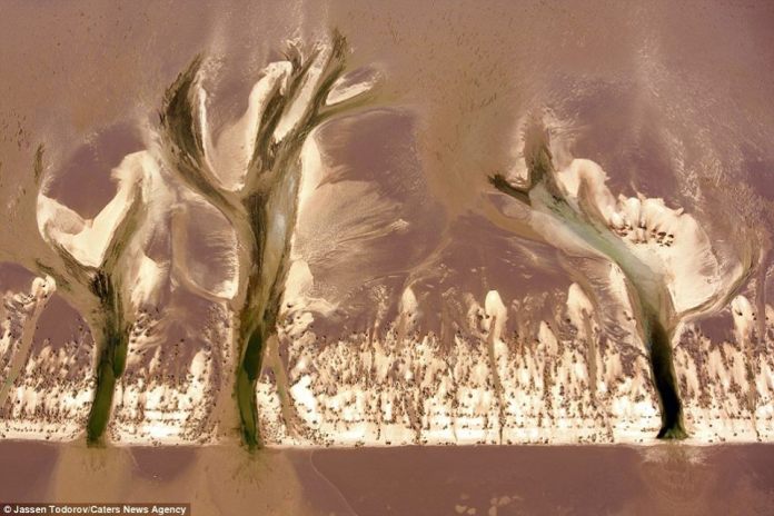 Поразительные фотографии реки Колорадо, похожей на дерево
