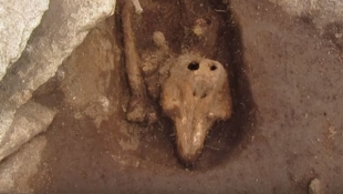 Археологи впали в недоумение из-за останков загадочного животного