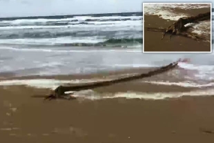 Инопланетное чудовище выбралось на пляж в Нидерландах