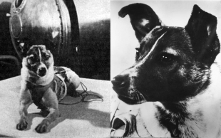 Ученые объяснили, почему первой в космос полетела именно собака по имени Лайка
