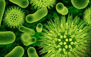 Специалисты: бактерии на обшивке МКС имеют земное происхождение