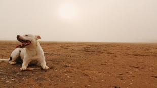 Исследователи выяснили, как себя будет чувствовать собака на Марсе